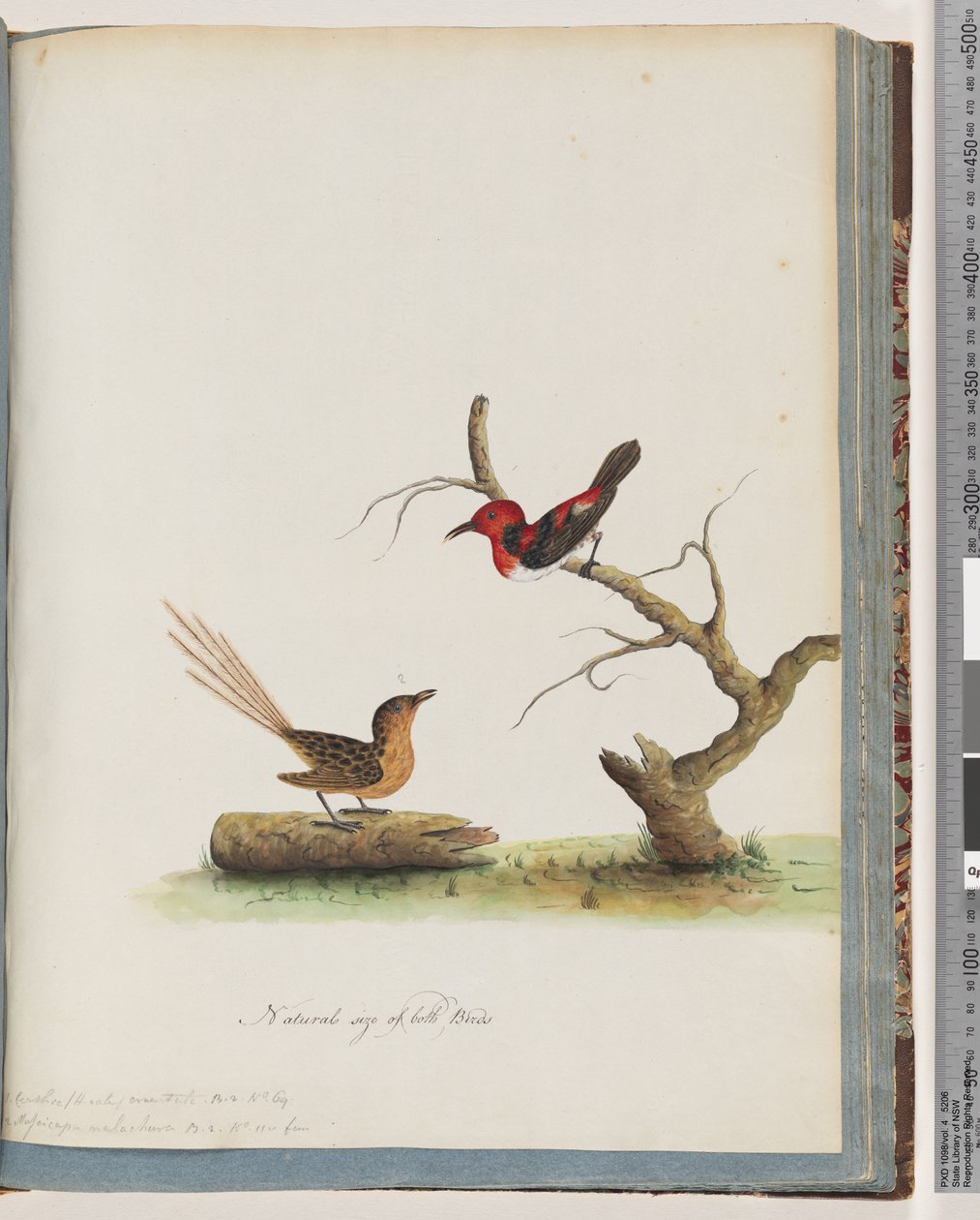 Scarlet Honeyeater and Unidentified Bird by Unknown artist