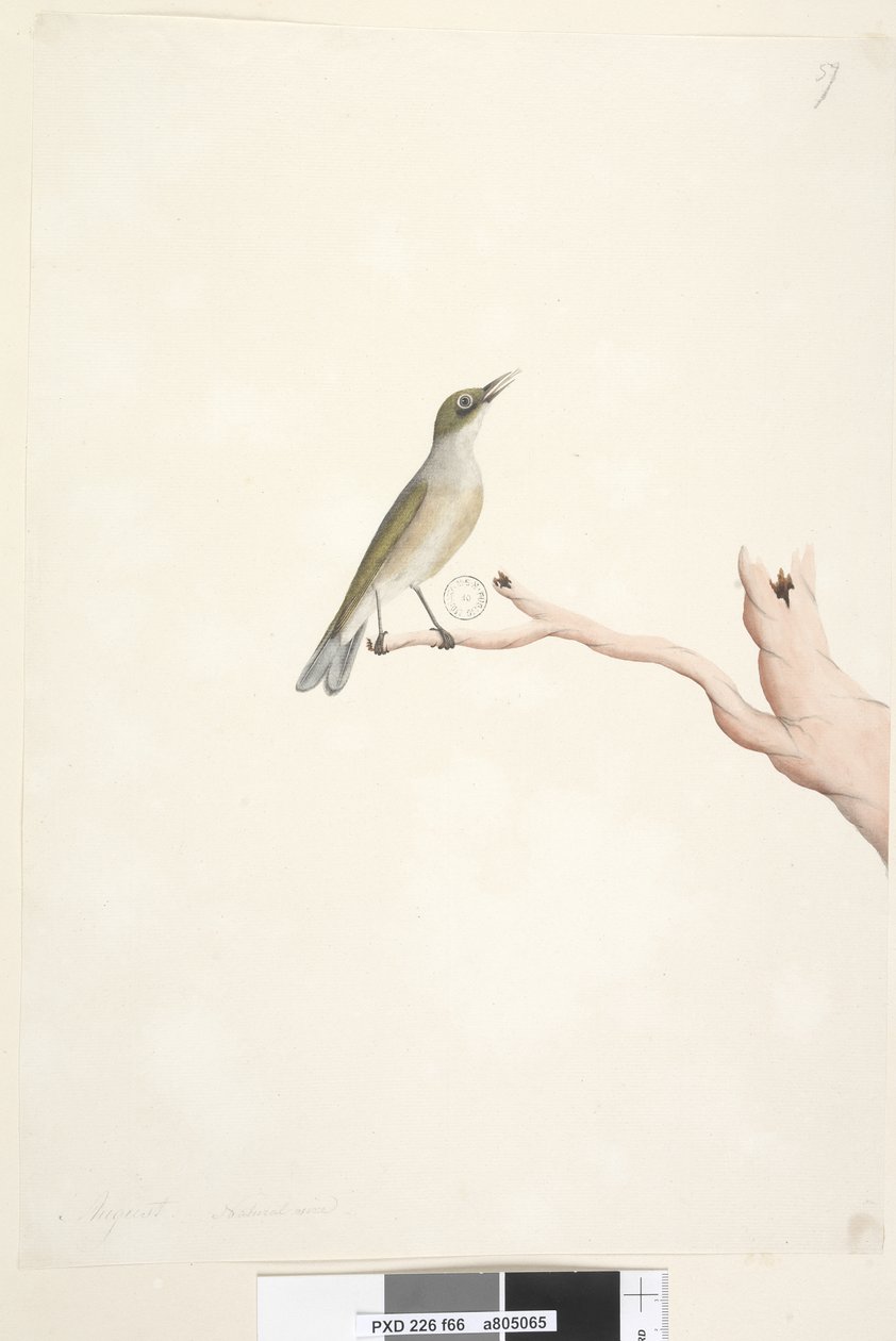 Page 66. August. Natural size Grey, Backed Silvereye Zosterops lateralis by Unknown artist