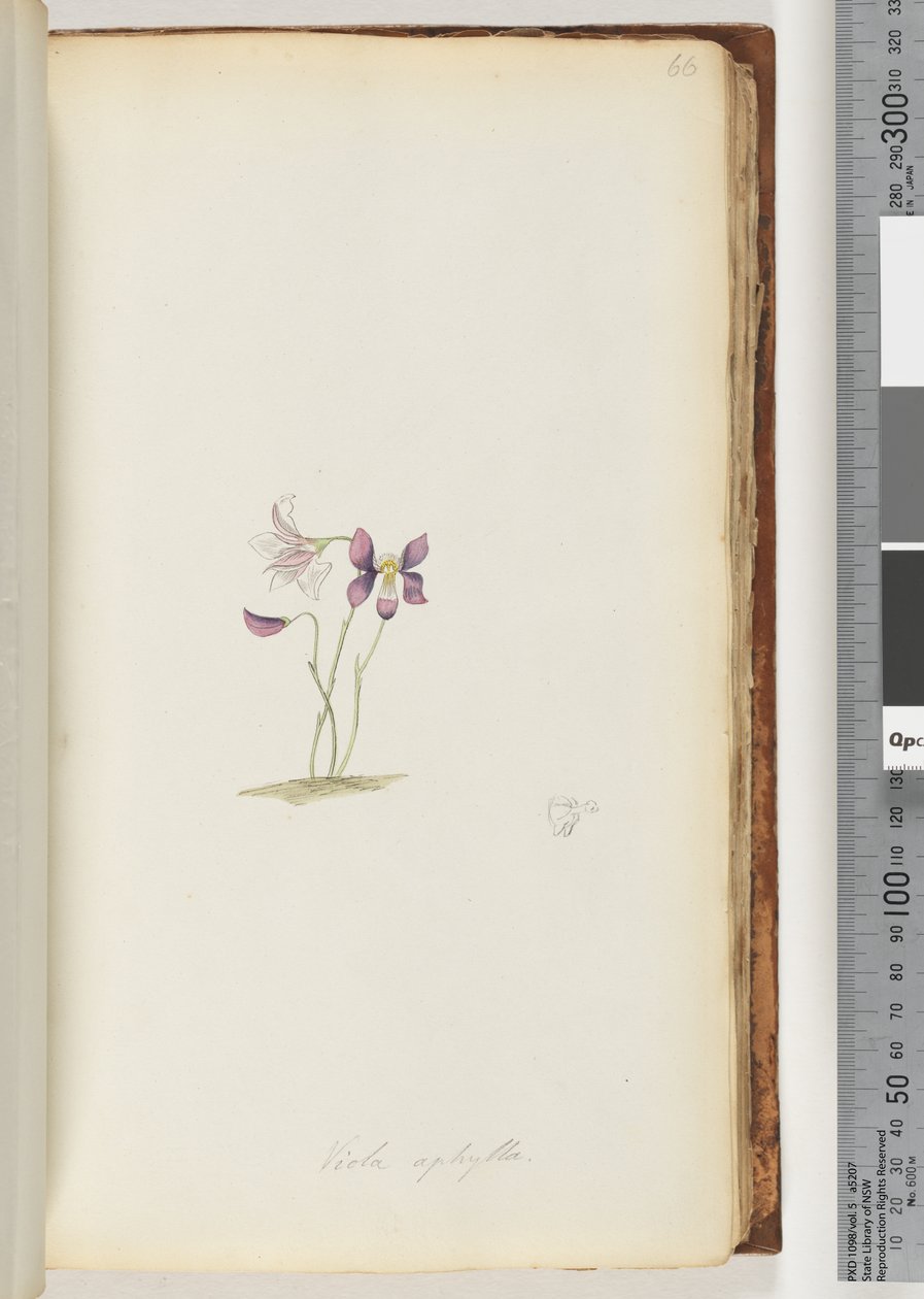 Page 66. Wild Violet by Unknown artist