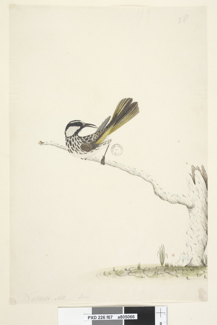 White-Cheeked Honeyeater by Unknown artist