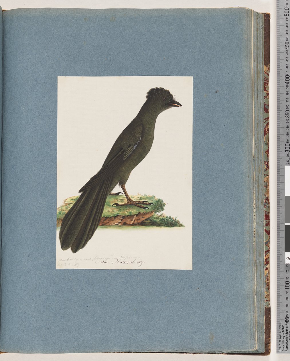 Unidentified Bird, Possibly a New Lanius or Muscicapa by Unknown artist