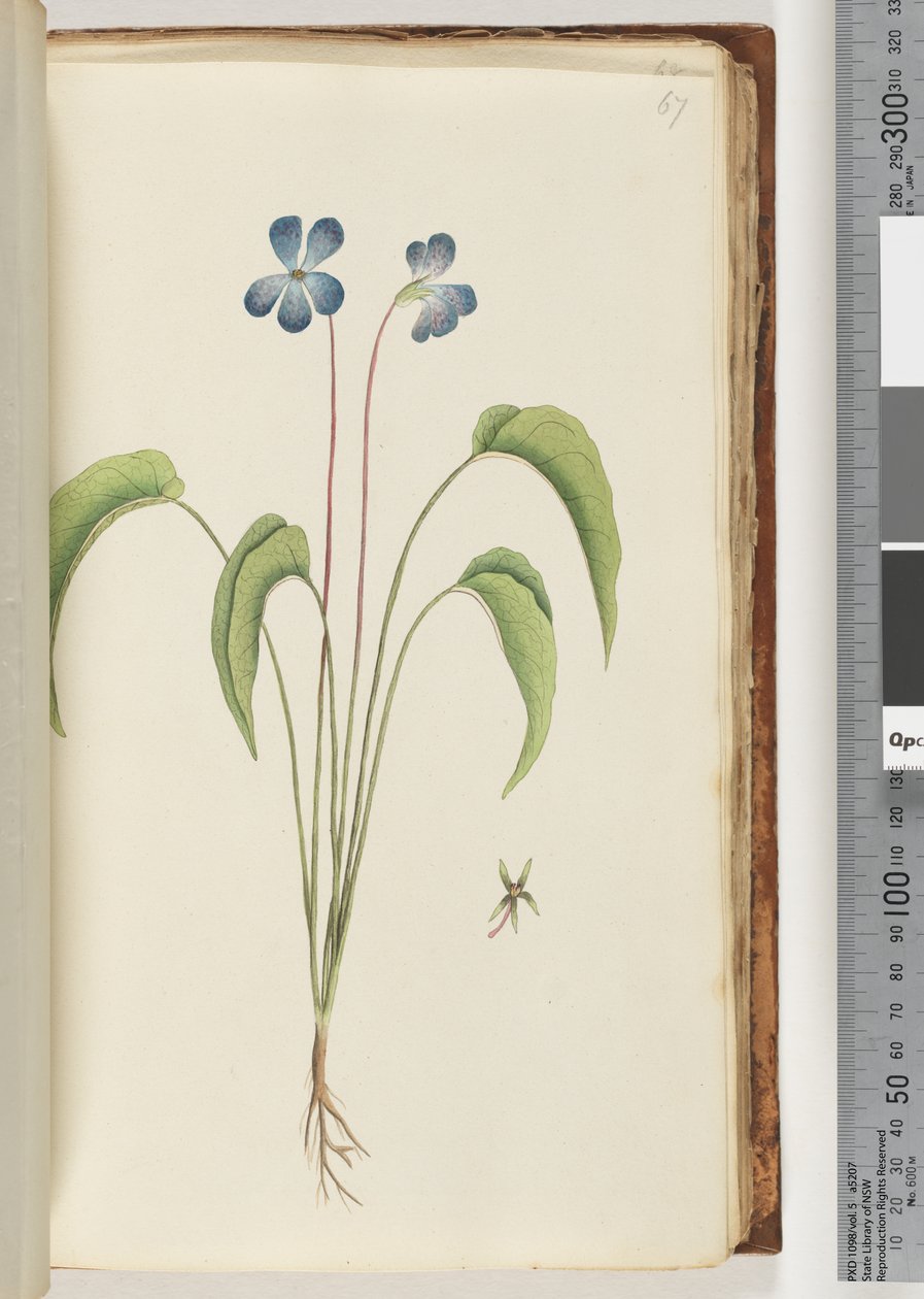 Page 67. Unidentified plant by Unknown artist