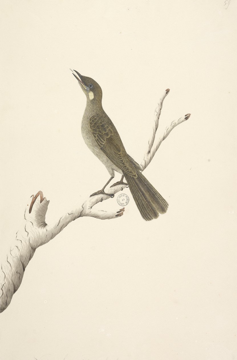 Natural Size Lewin Honeyeater by Unknown artist