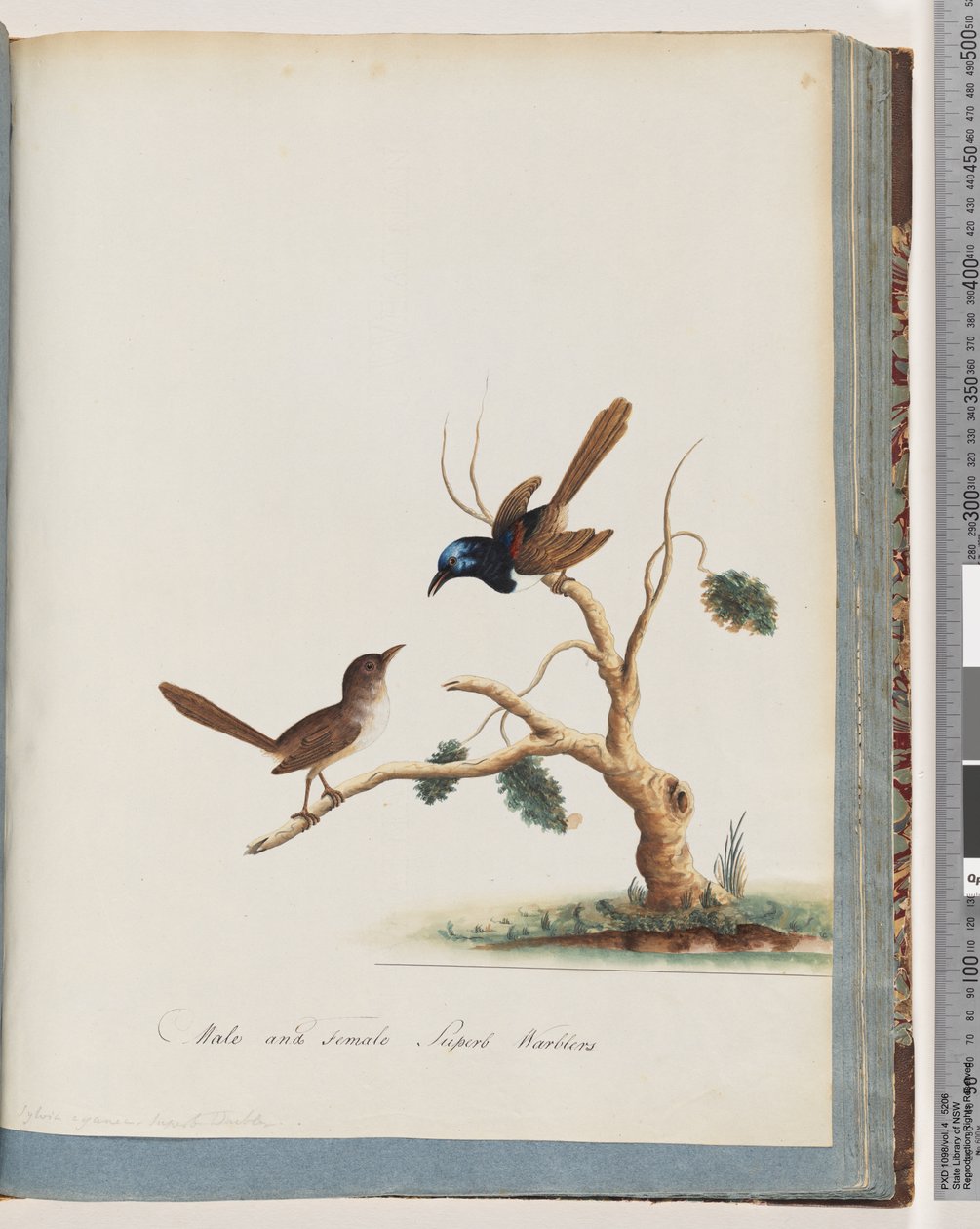 Red-winged Fairy Wren and Superb Warblers by Unknown artist