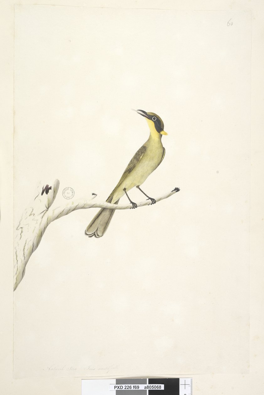 Page 69. Natural size. Iris doubtful Yellow, Tufted Honeyeater Lichenostomus melanops by Unknown artist
