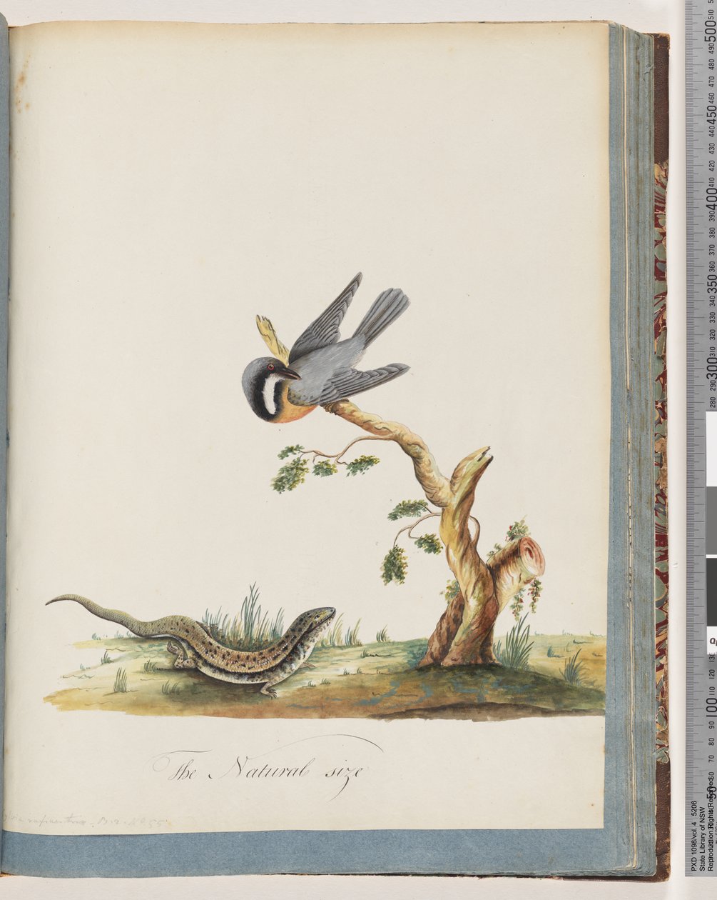 Unidentified Bird with a Lizard by Unknown artist