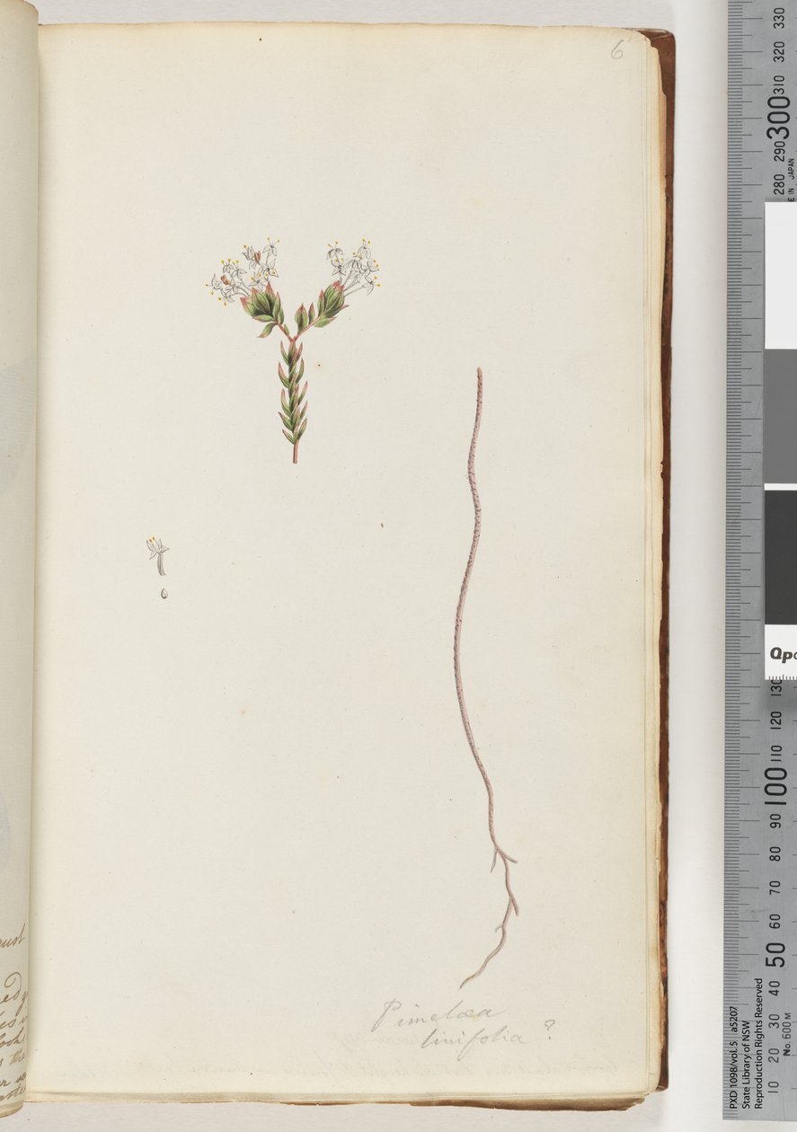 Page 6. Pimeloea linfolia by Unknown artist