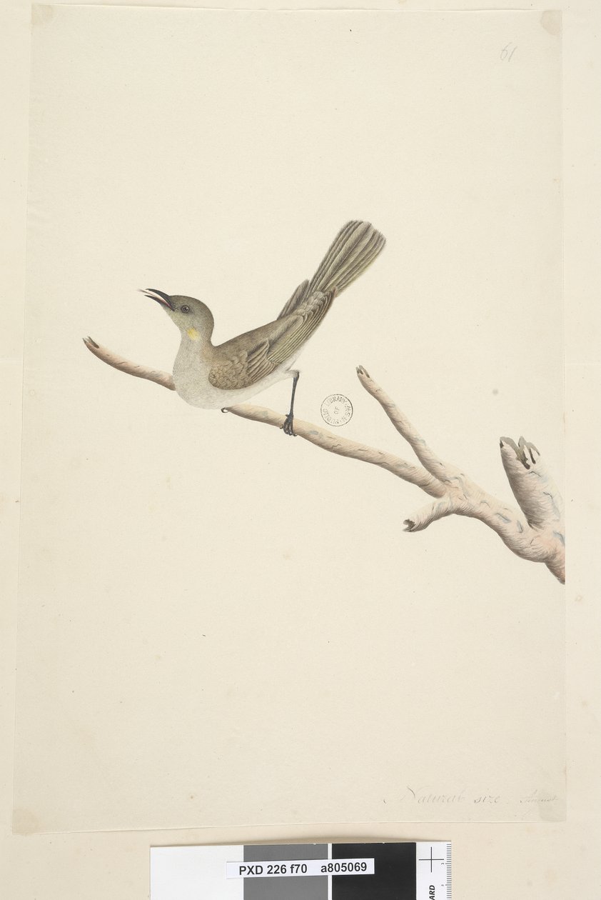 Page 70. Natural size. August Fuscous Honeyeater Lichenostomus fuscus, 1791-92 by Unknown artist