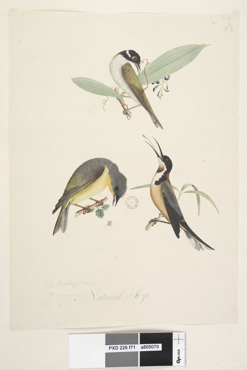 Natural Size Three Birds by Unknown artist