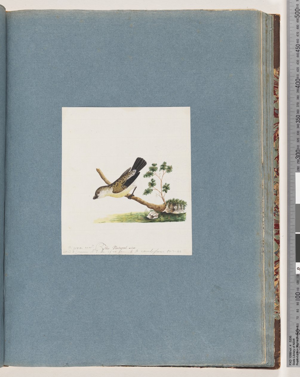 Unidentified Bird, Pipra New by Unknown artist