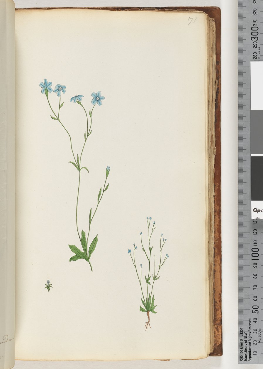 Page 71. Unidentified plant by Unknown artist