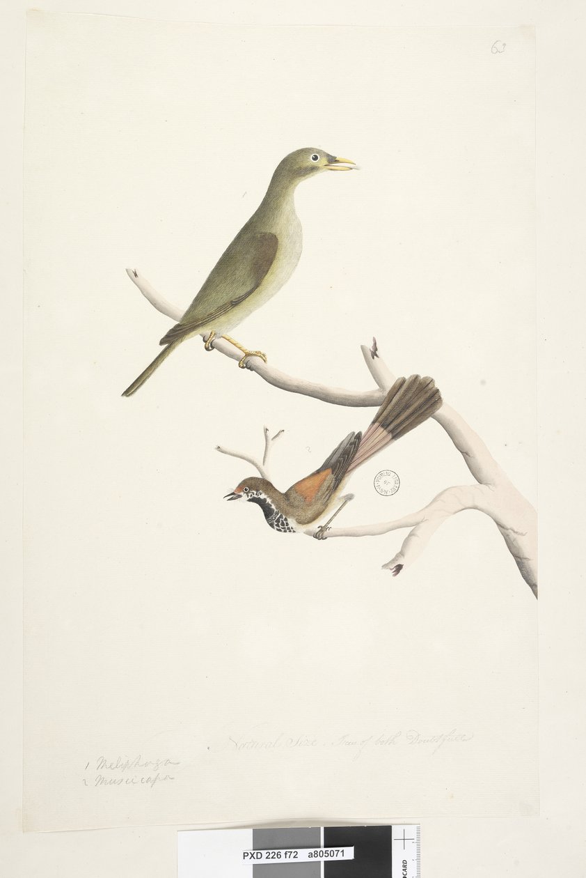 Natural Size Bell Miner and Rhipidura Rufifrons by Unknown artist