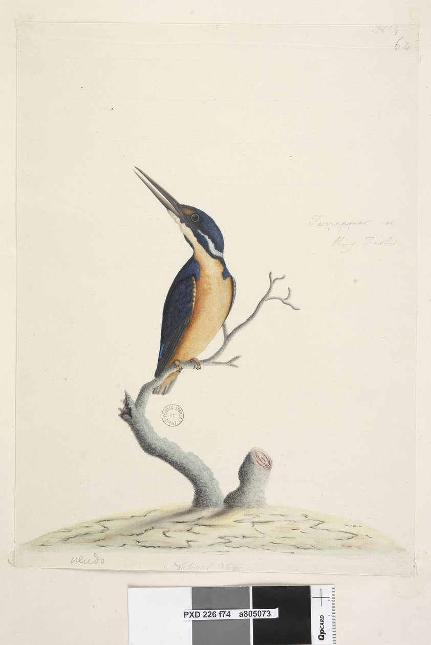 Page 74. Ter,re,a,mar or King Fisher. Natural size Azure Kingfisher Alyone azurea by Unknown artist