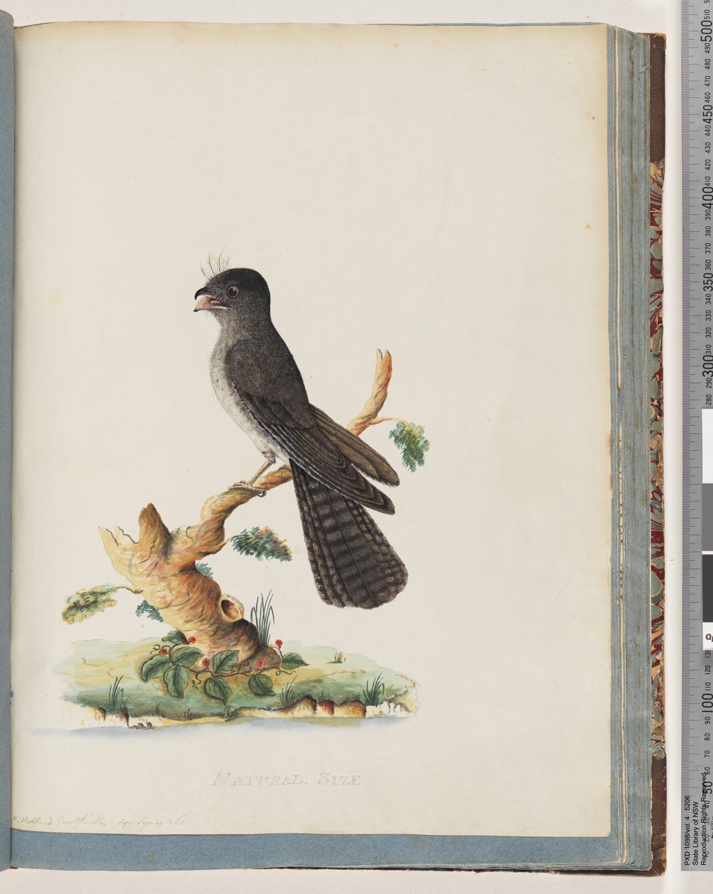 Page 75. Unidentified Bird. N. Holland Goatsucker by Unknown artist
