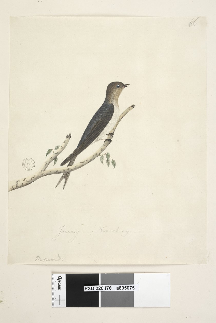 Page 76. Hirundo. at lower centre in different hand January Natural size Welcome Swallow Hirundo neoxena, 1791-92 by Unknown artist