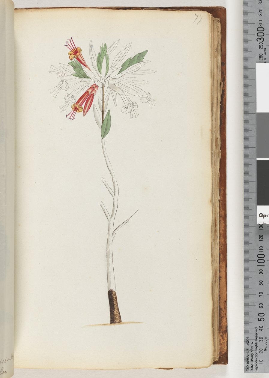 Page 77. No Inscription, Unfinished Drawing by Unknown artist
