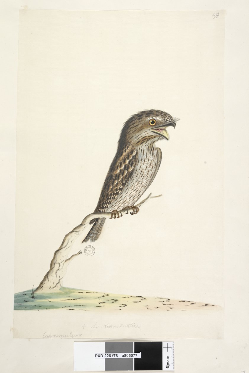 Page 78. Caprimulgus. at lower centre in different hand 1/2 the natural size Tawny Frogmouth Podargus strigoides, 1791-92 by Unknown artist