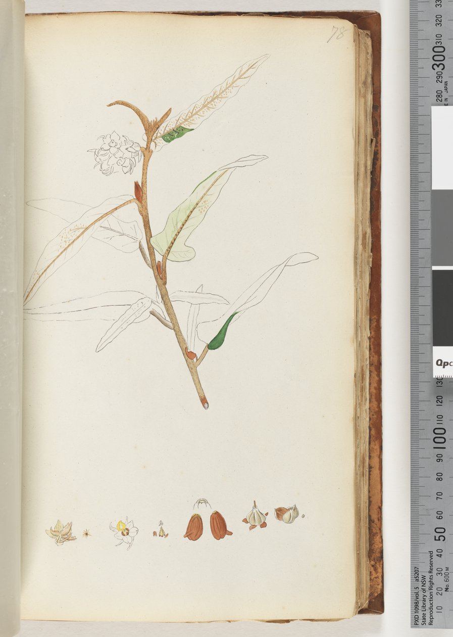 Page 78. No Inscription, Unfinished Drawing by Unknown artist