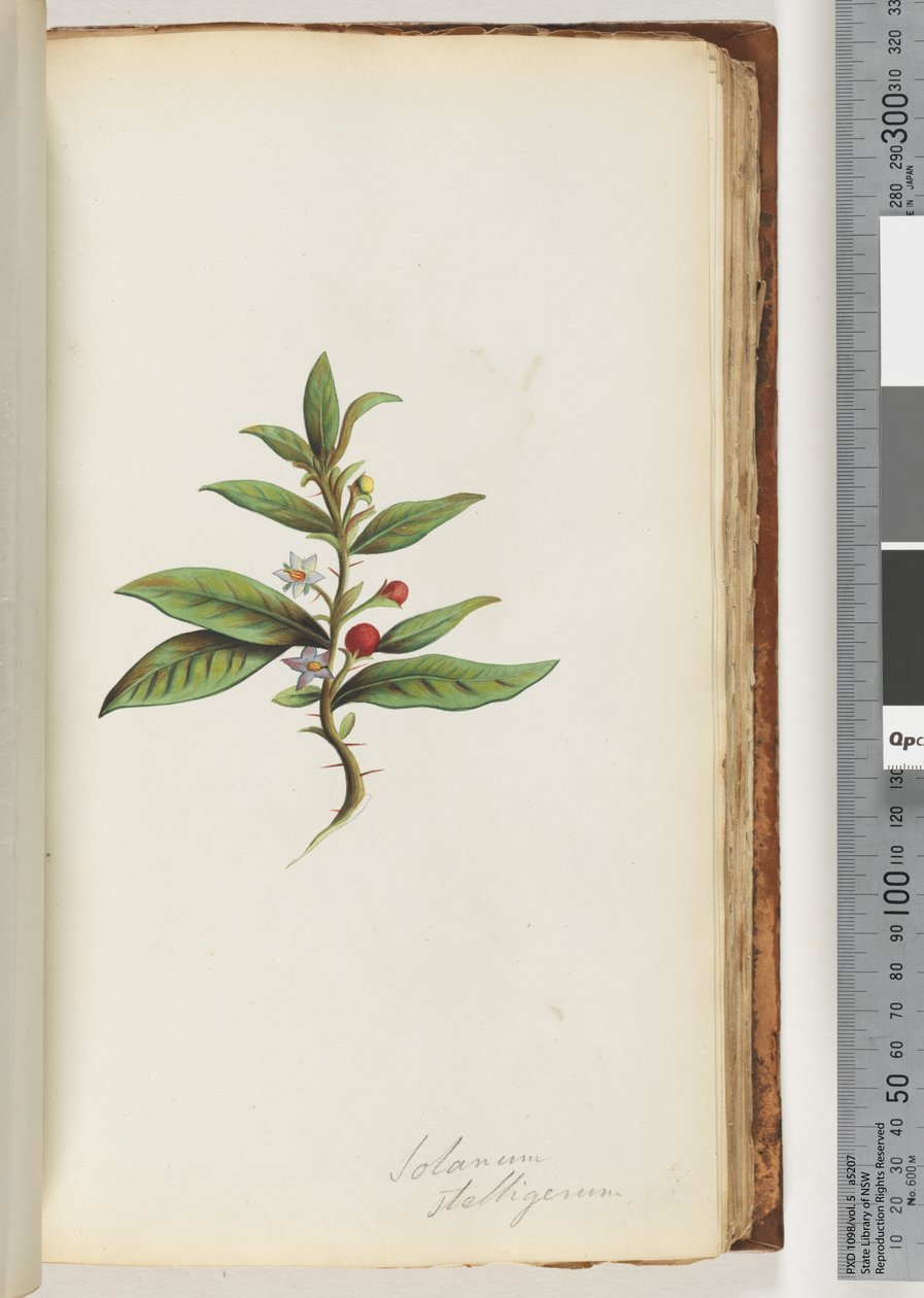 Page 78a. Solanum stelligerum / Star Nightshade by Unknown artist