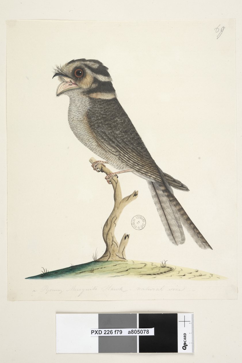 Page 79. A Young Musquito Hawk, Natural Size Owlet Nightjar Aegotheles cristatus by Unknown artist