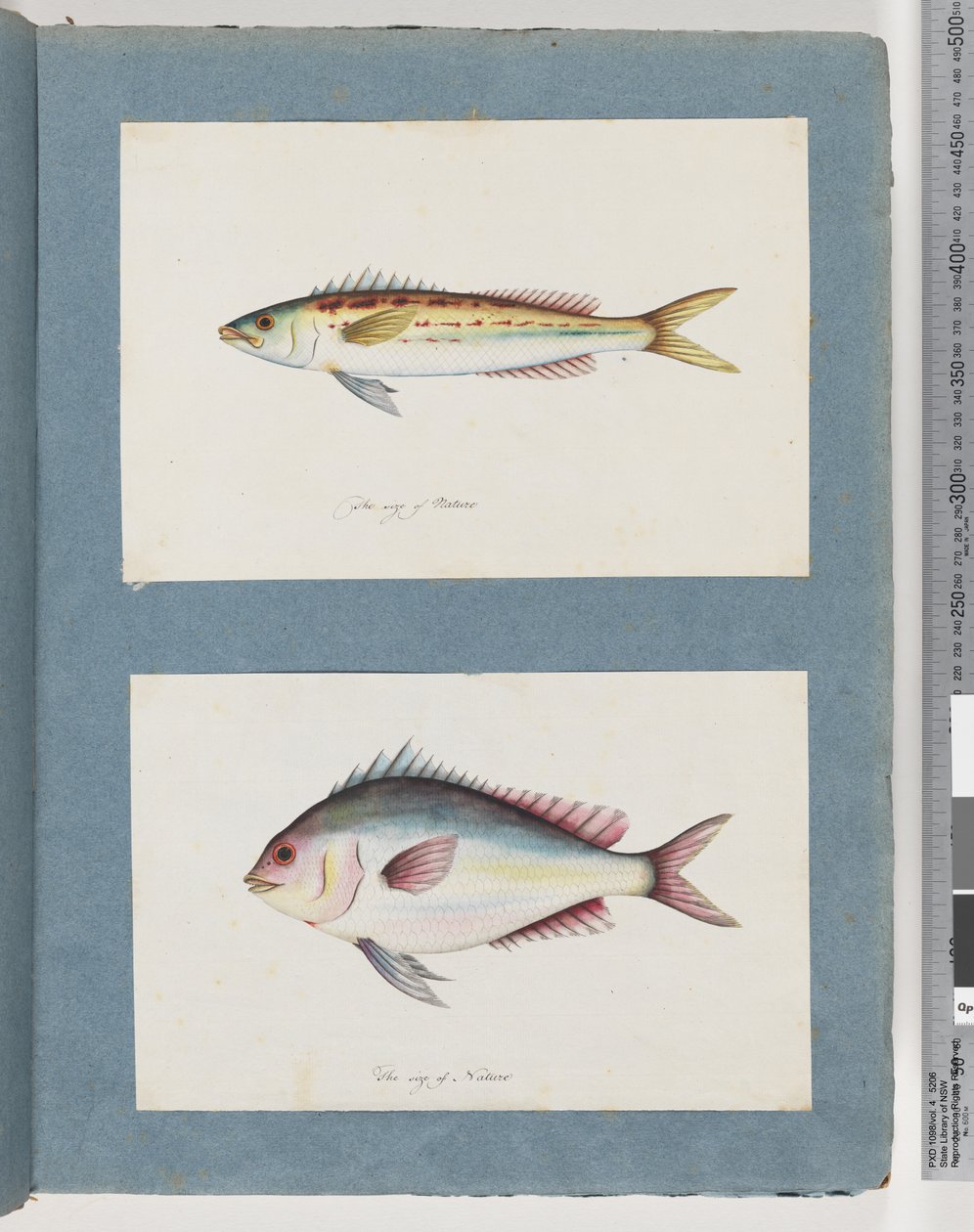 Unidentified Fish by Unknown artist