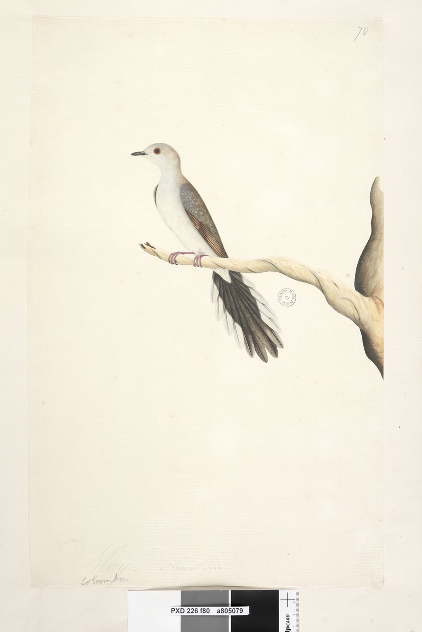 Natural Size Diamond Dove by Unknown artist