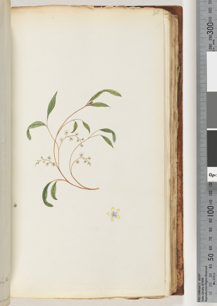 Page 80. Unidentified Plant by Unknown artist