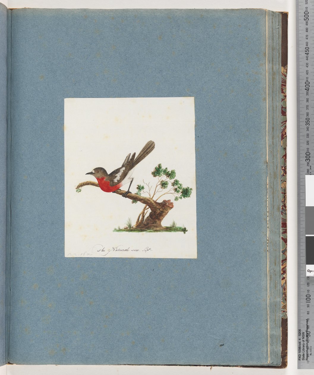 Page 81. Scarlet Robin by Unknown artist