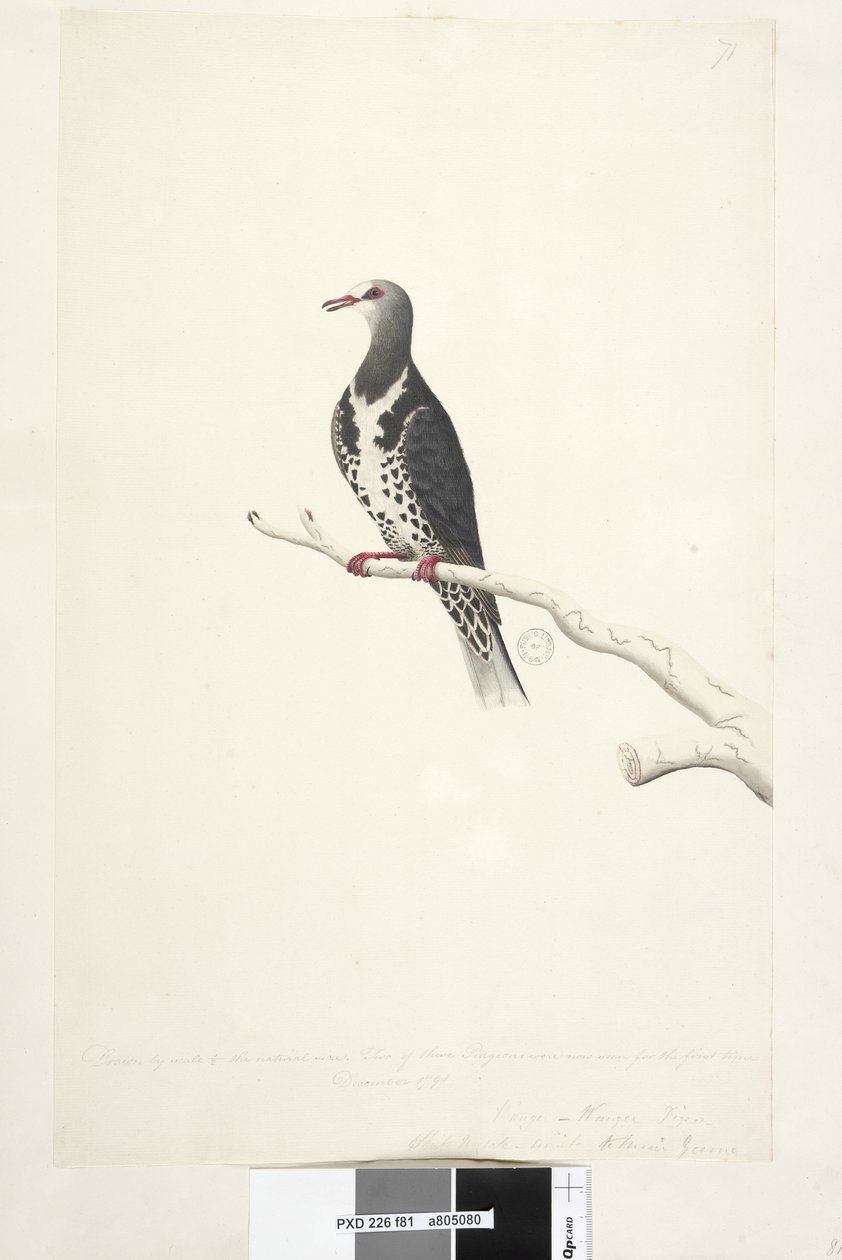 Wonga Pigeon, 1791-92 by Unknown artist