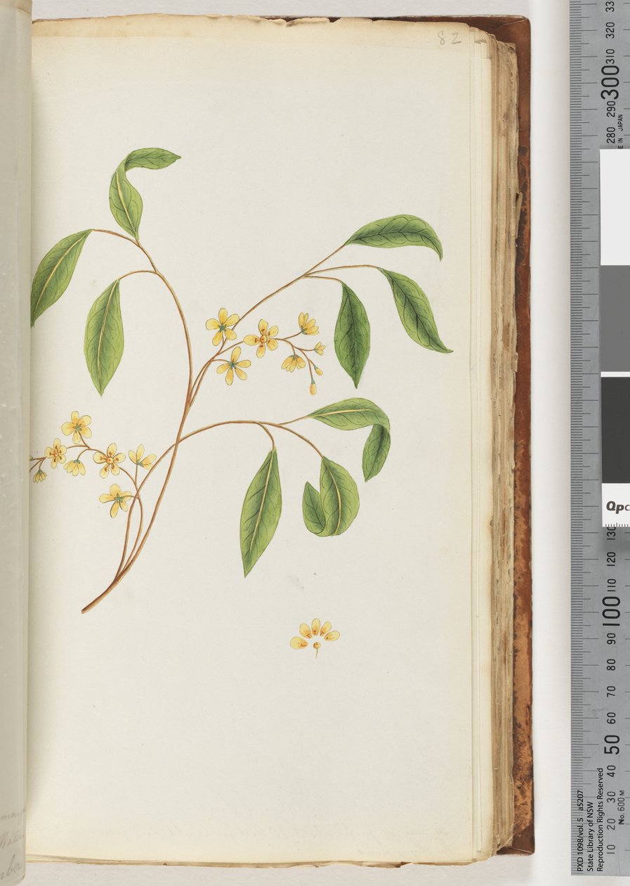 Page 82. Unidentified Plant by Unknown artist