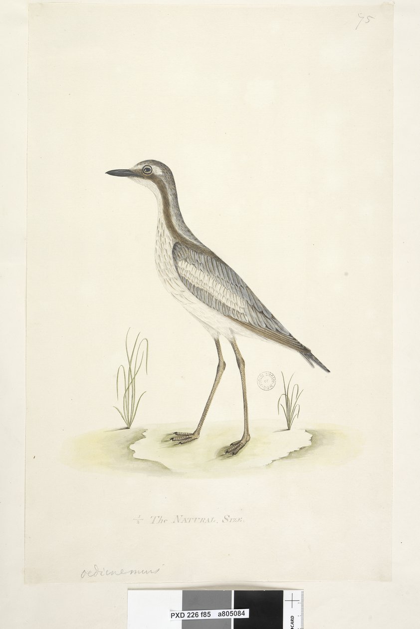 Southern Stone Curlew, 1791-92 by Unknown artist