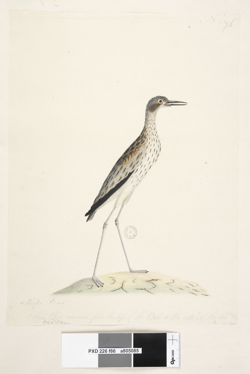Southern Stone Curlew, 1791-92 by Unknown artist