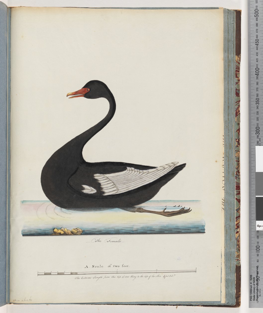 Page 86. Black Swan. The Female Anas Atrata by Unknown artist