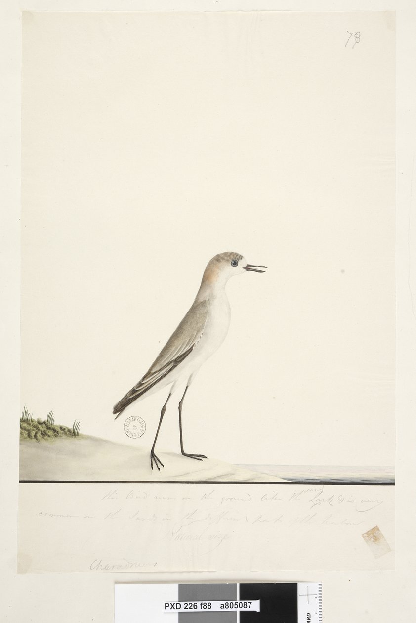 Page 88. Charadrius. below frame line in different hand This bird runs on the ground like the Sand Lark and is very common on the sands in the different parts of the harbour. below this in third hand Natural size Red, capped Dotterel Charadrius alexandrinu by Unknown artist
