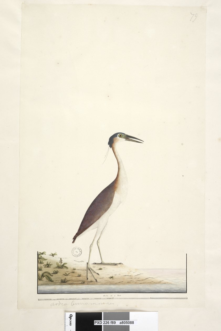 Page 89. Ardea ..?.. Nankeen Night, Heron Nycticorax caledonicus by Unknown artist