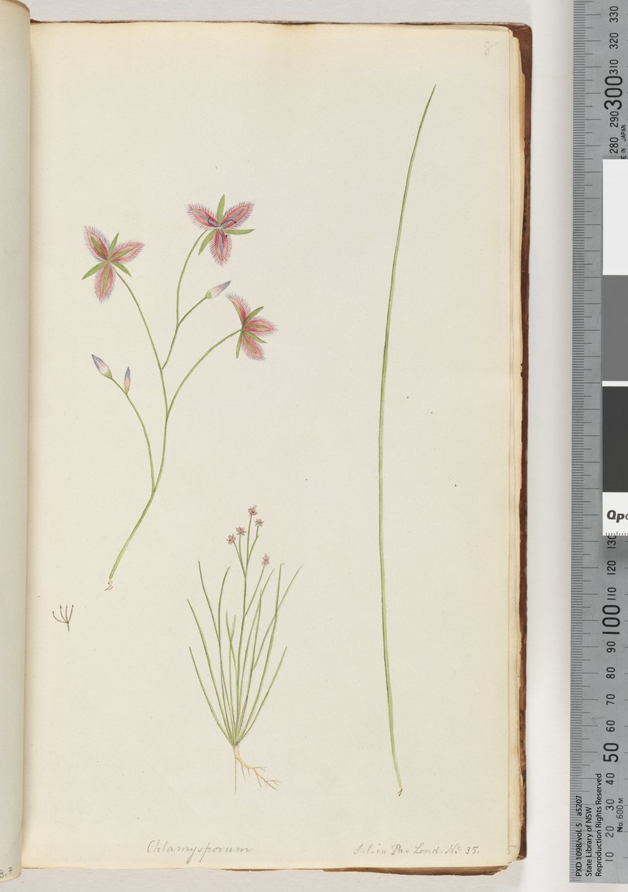 Page 8. Chlamysporum Sal. in Par Lond. No. 35 by Unknown artist