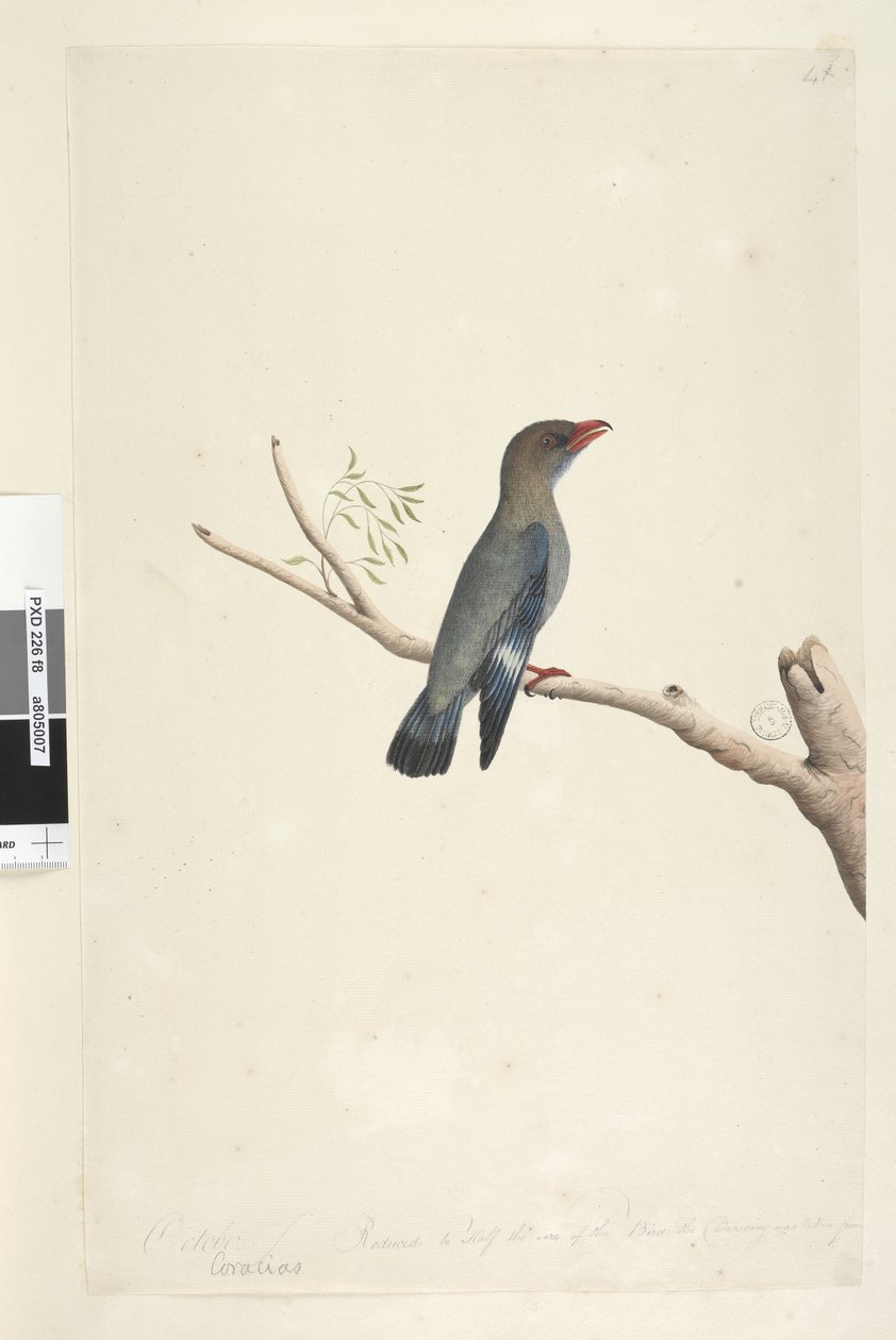 Reduced to Half Size Dollar Bird by Unknown artist