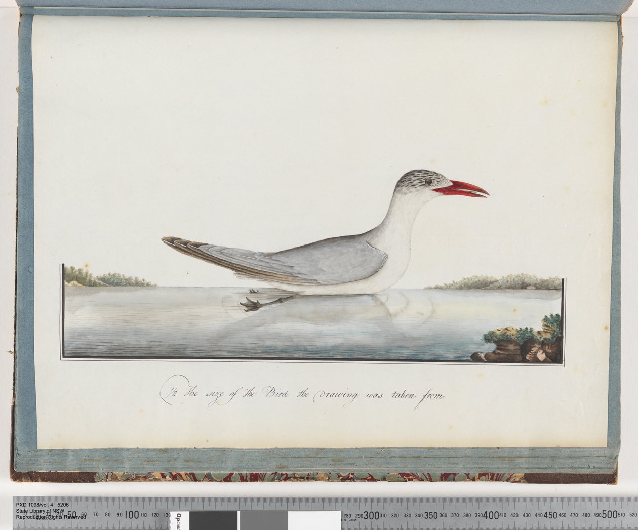 Page 90. Caspian Tern by Unknown artist