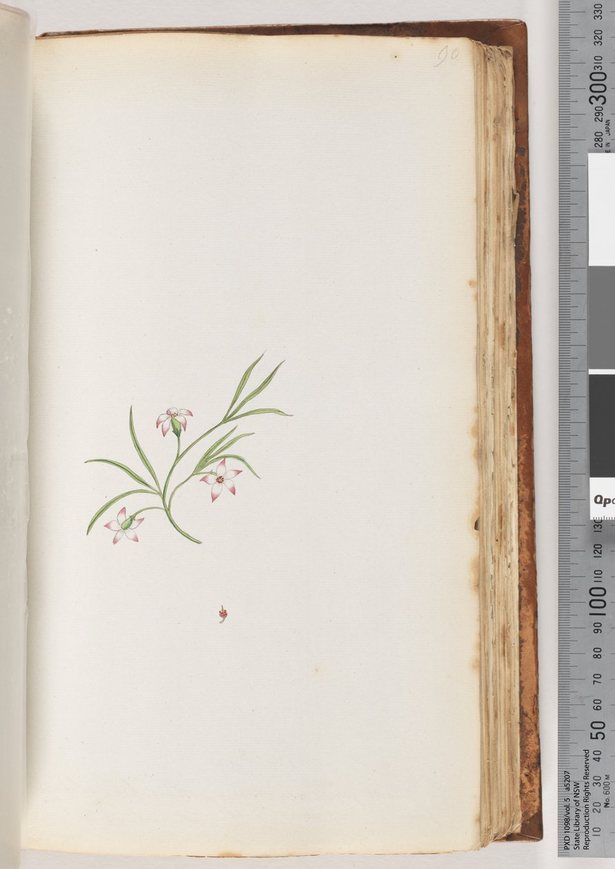 Unidentified Plant by Unknown artist