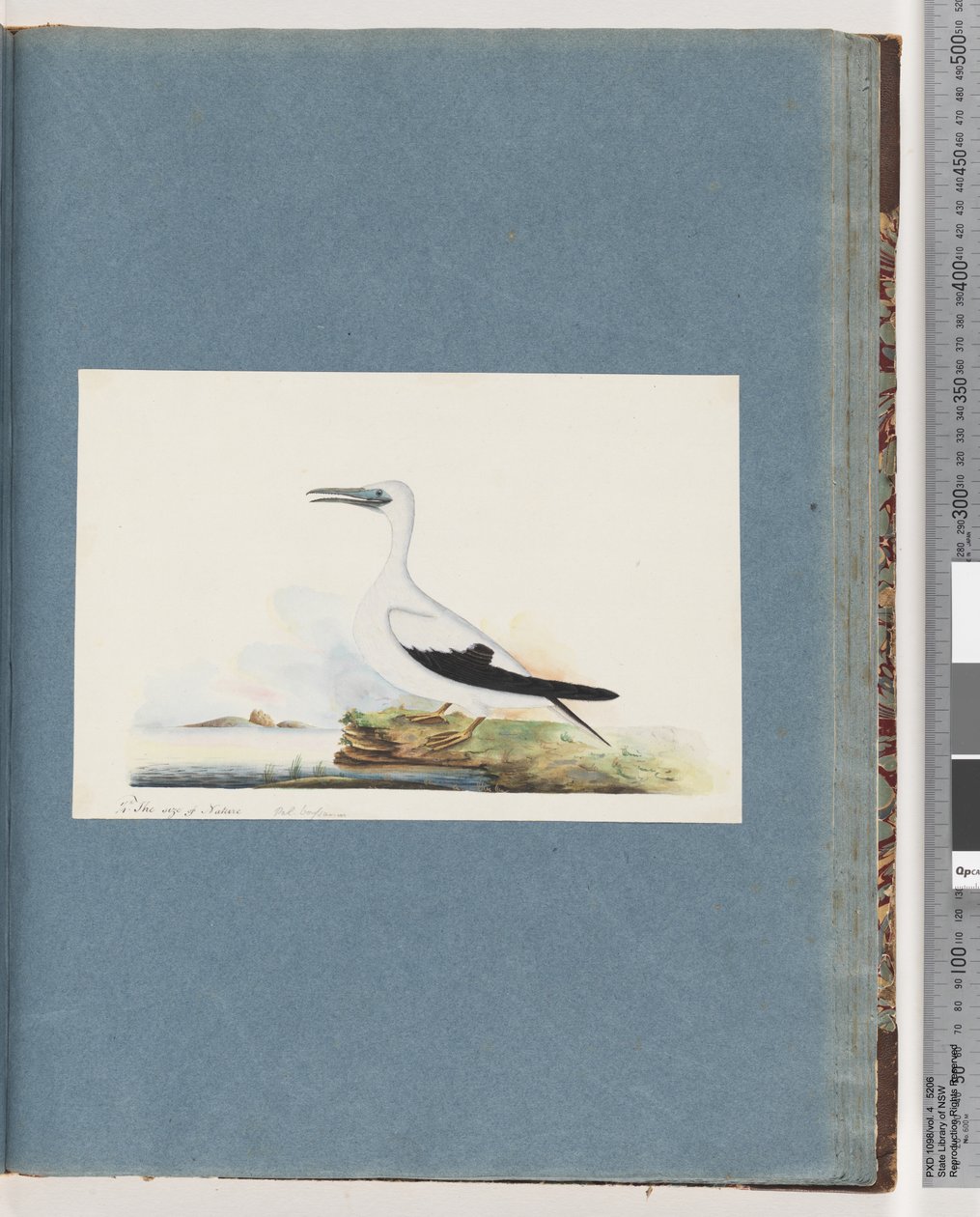 Page 91. Unidentified Bird. Pel. borssanus by Unknown artist