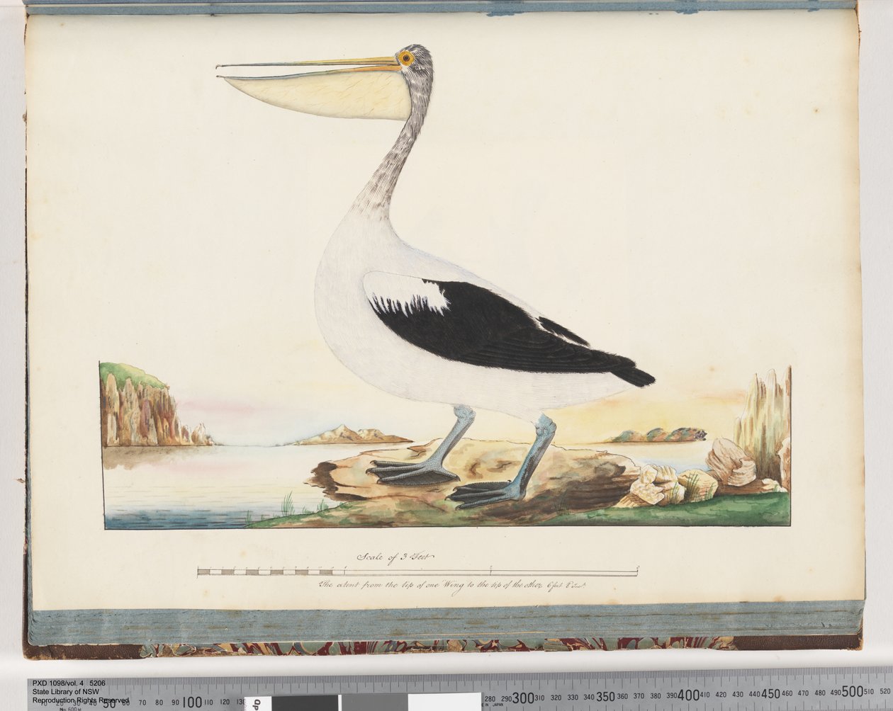 Page 92. Australian Pelican by Unknown artist