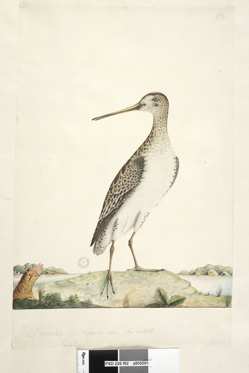Page 92. Scolopax. December. Natural size, iris doubtful Japanese Snipe Gallinago hardwicki by Unknown artist