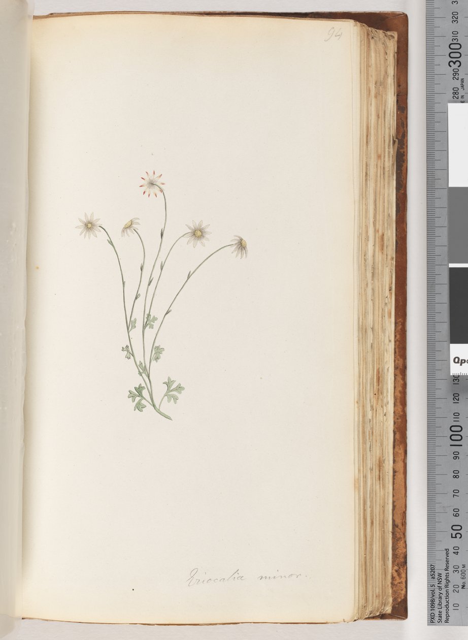 Page 94. Eriocalia Minor by Unknown artist