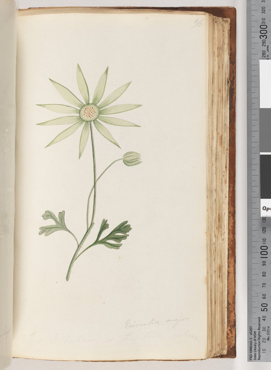 Page 96. Eriocalia major. This I believe is the true colour by Unknown artist