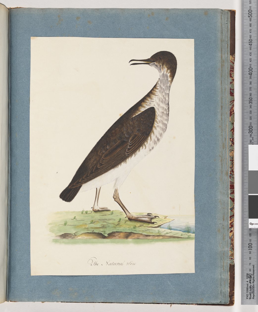 Page 96. Unidentified Bird by Unknown artist