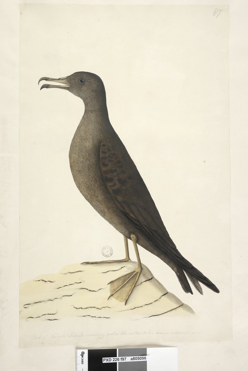 Page 97. Bird of Norfolk Island Commonly Called the Mutton Bird, Drawn Natural Size Wedge, Tailed Shearwater Puffinis Pacificus by Unknown artist