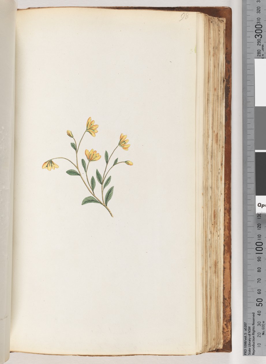 Page 98. Unidentified Plant by Unknown artist