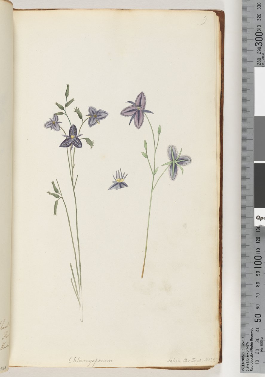 Page 9. Chlamysporum Sal. in Par Lond. No. 35 by Unknown artist