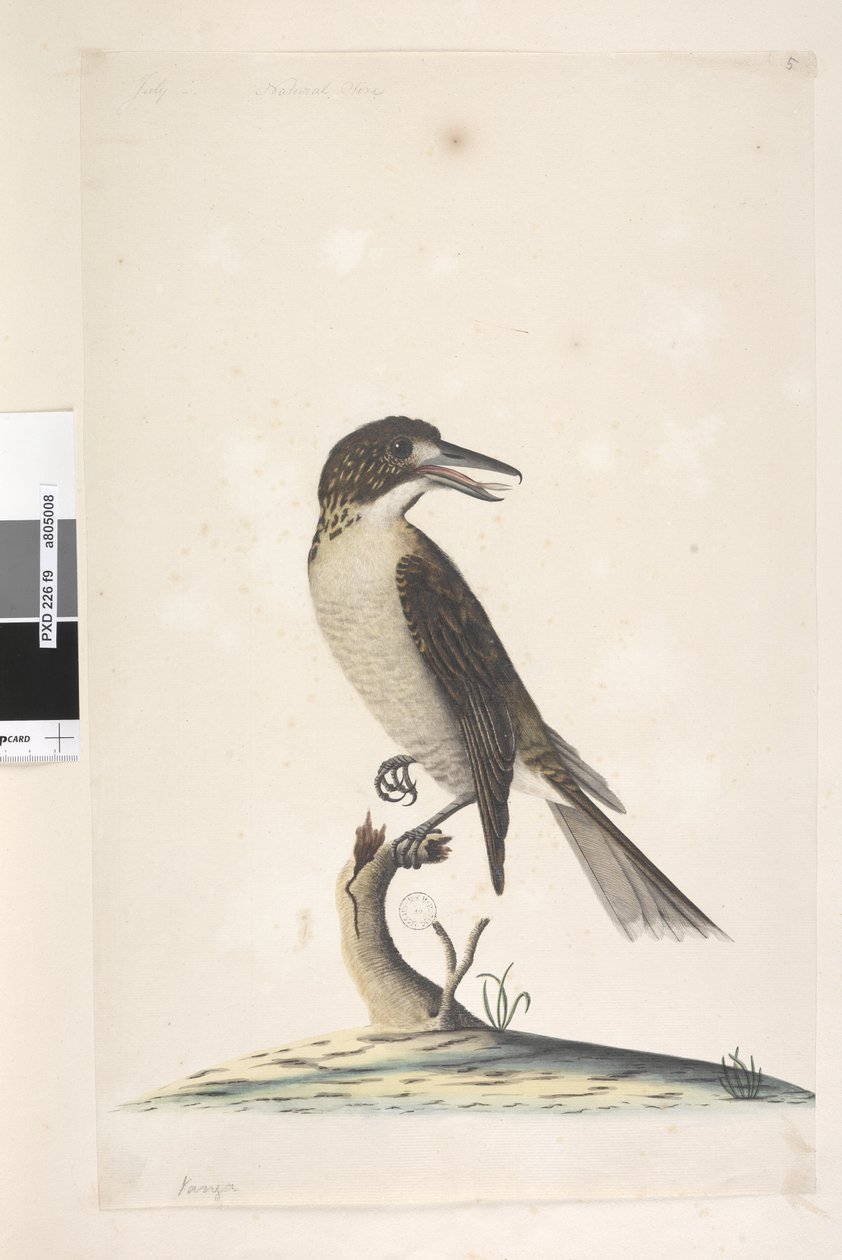Grey Butcher Bird (female), 1791-92 by Unknown artist