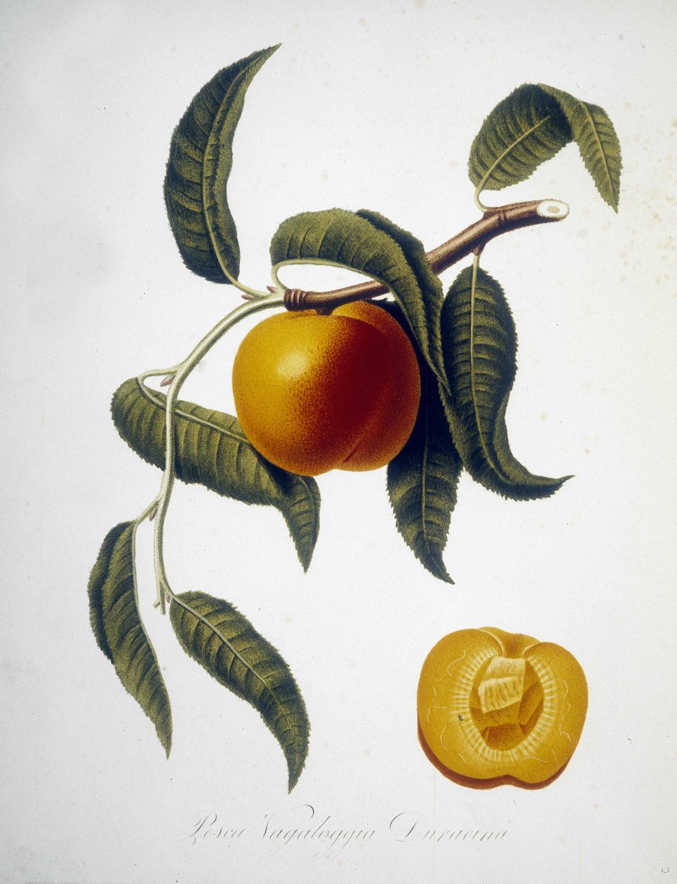 Pesca Vagaloggia Duracina (Fishing and fishing branch). 19th century herbarium by Unknown artist